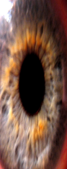 Selfhtml